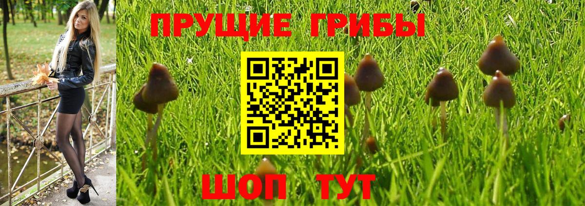 Галлюциногенные грибы Magic Shrooms  Галлюциногенные грибы GOLDEN TEACHER  Вход с VPN  Красноперекопск 